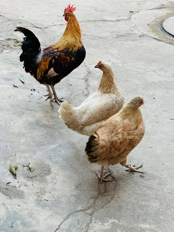 Hens For Sale 3