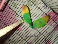 Lovebirds