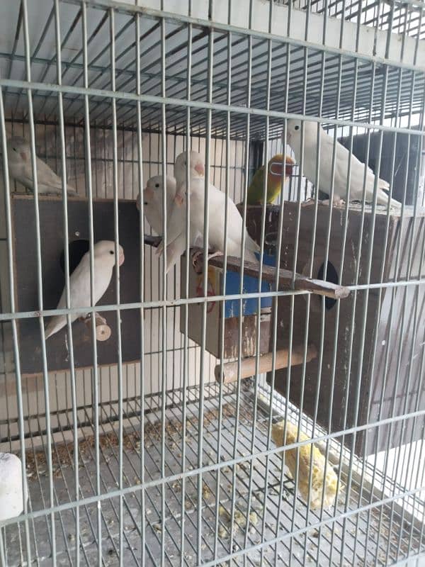 parrot for sale 0