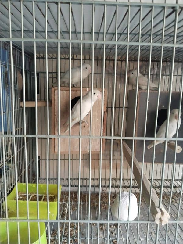 parrot for sale 1