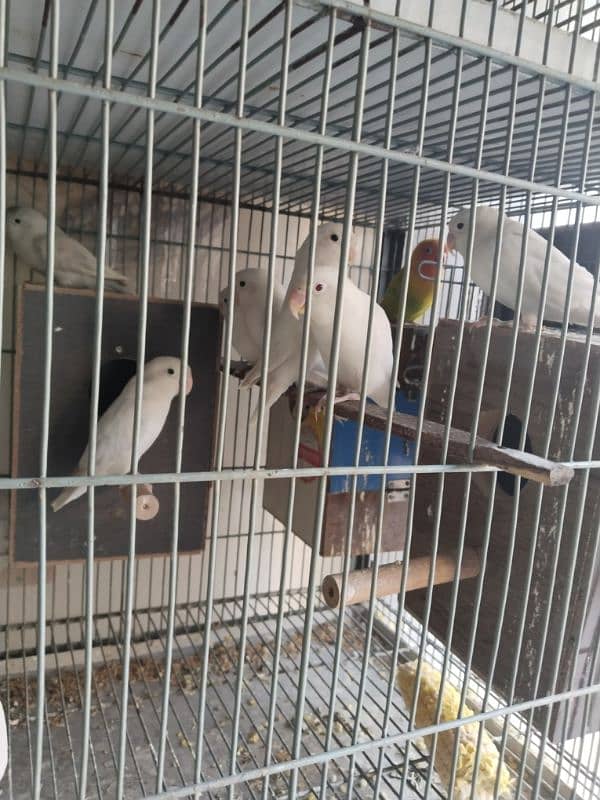 parrot for sale 2