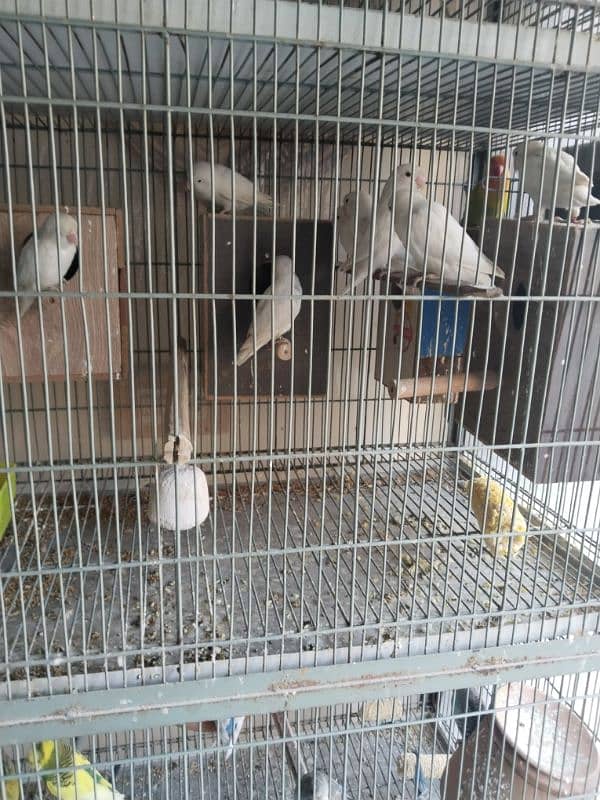 parrot for sale 3