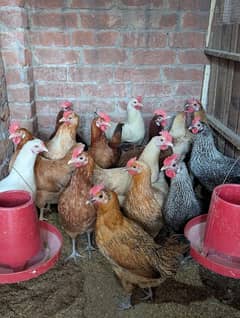 Golden Misri Desi Hens – Daily Egg-Laying, Healthy & Active