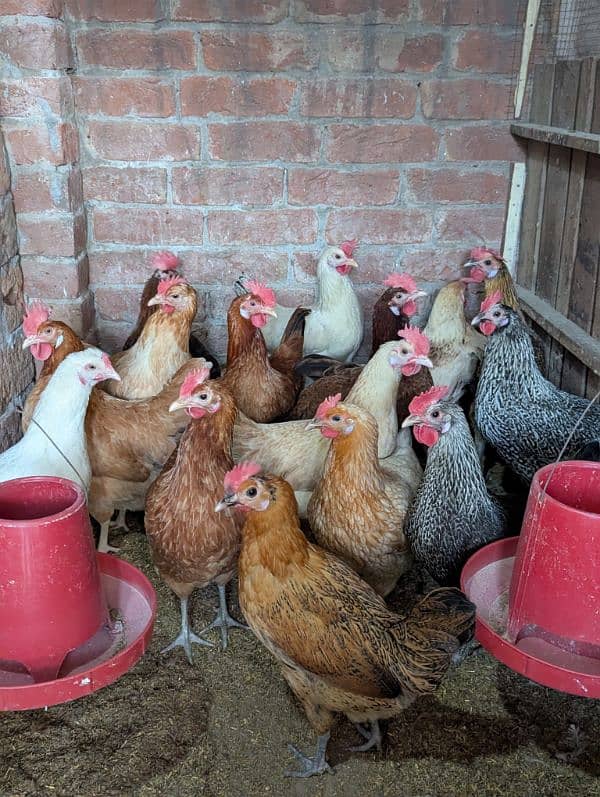 Golden Misri Desi Hens – Daily Egg-Laying, Healthy & Active 0