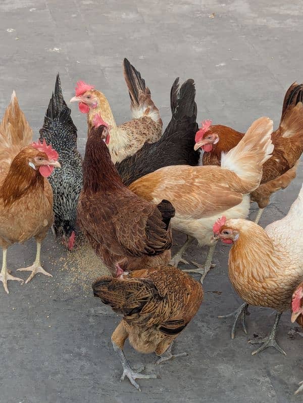 Golden Misri Desi Hens – Daily Egg-Laying, Healthy & Active 1