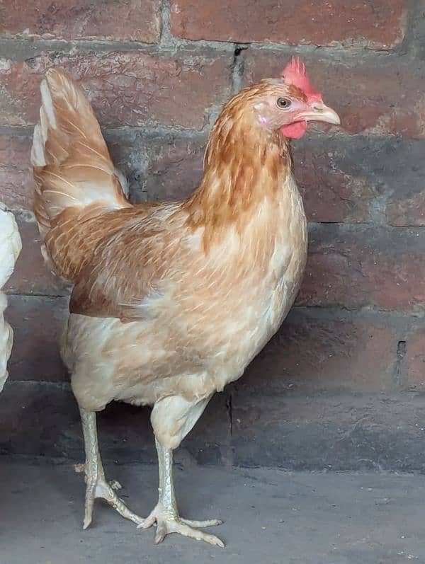 Golden Misri Desi Hens – Daily Egg-Laying, Healthy & Active 2