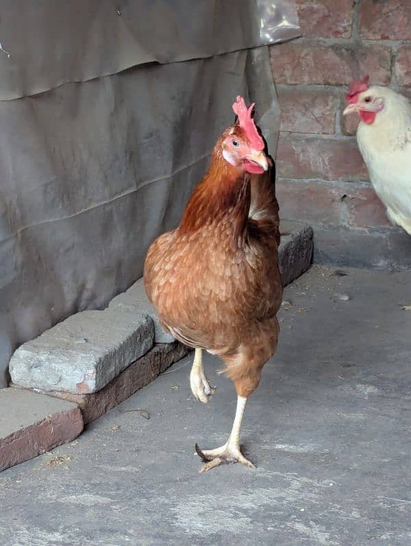 Golden Misri Desi Hens – Daily Egg-Laying, Healthy & Active 3