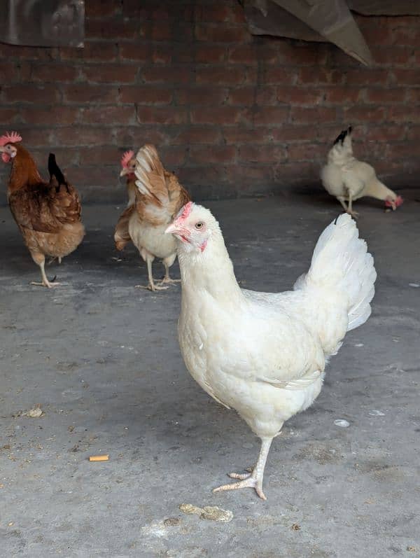 Golden Misri Desi Hens – Daily Egg-Laying, Healthy & Active 4