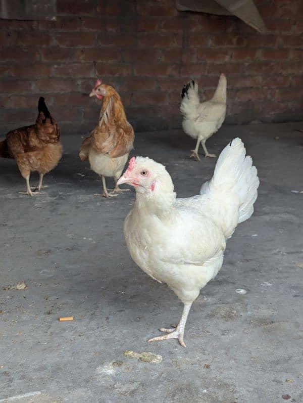 Golden Misri Desi Hens – Daily Egg-Laying, Healthy & Active 5