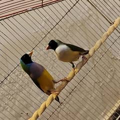 Blue split gouldian finch breeder pair bird