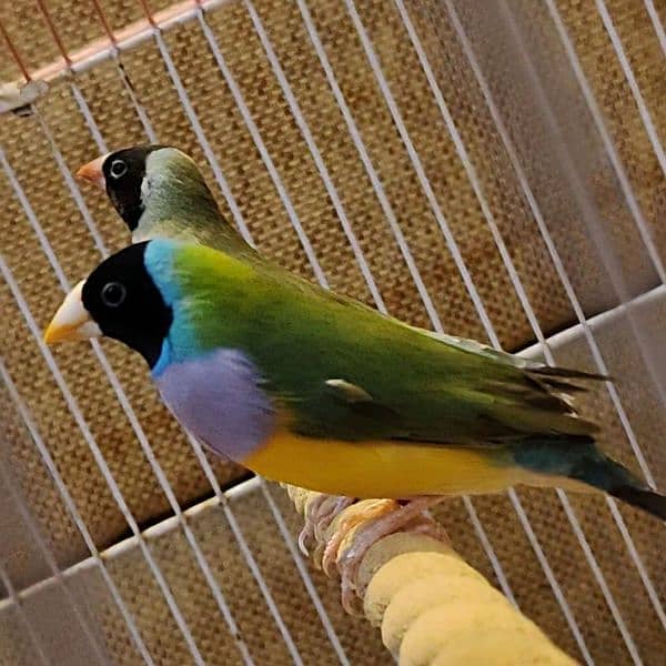 Blue split gouldian finch breeder pair 1