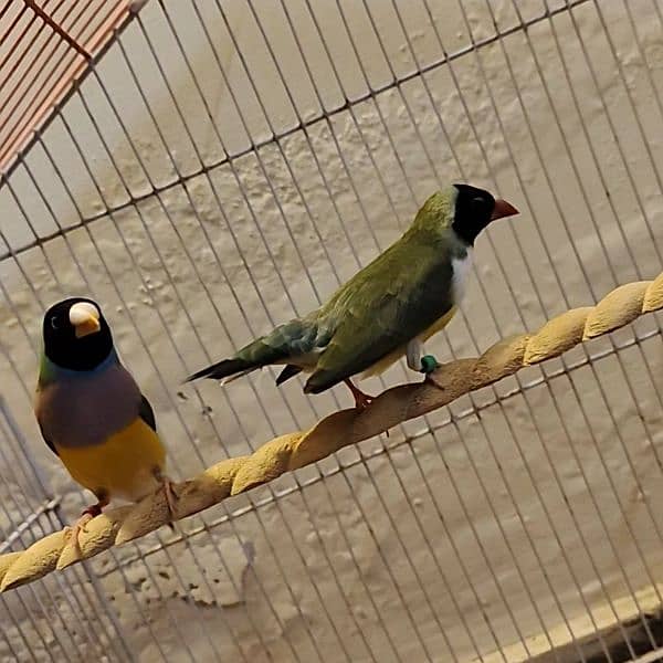 Blue split gouldian finch breeder pair 2