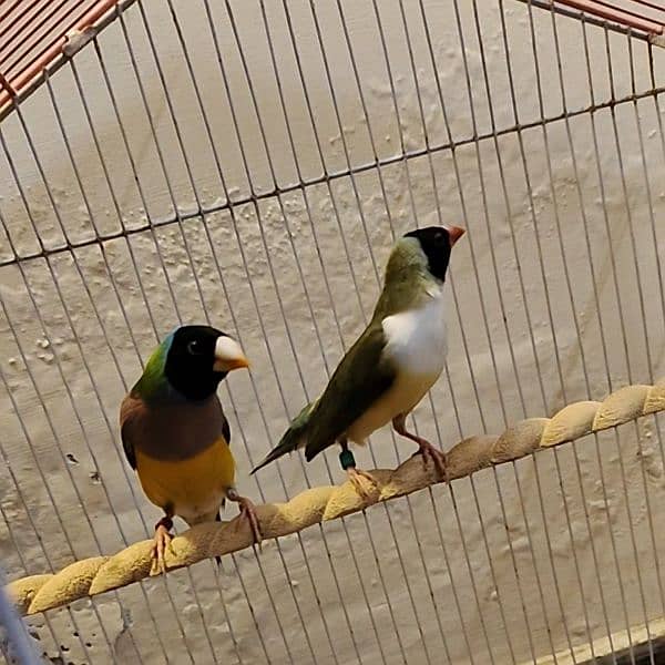 Blue split gouldian finch breeder pair 3