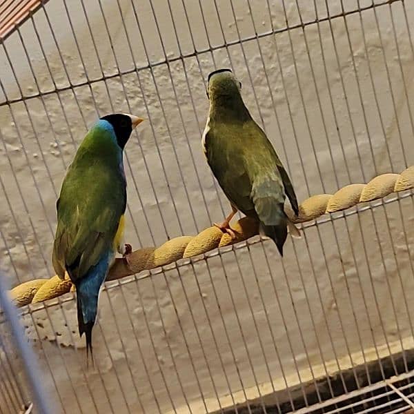 Blue split gouldian finch breeder pair 4