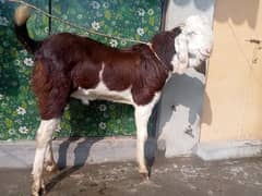 Bakra