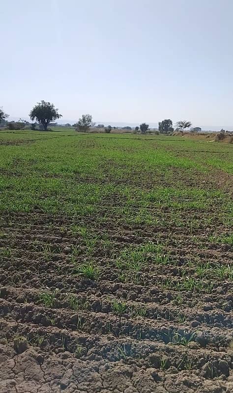 265 kanal agricultural land for sale in nella dullah 0