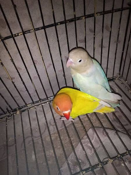 Lovebirds pair 1