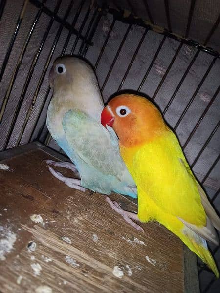 Lovebirds pair 2