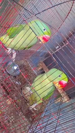 male female  raw parrots