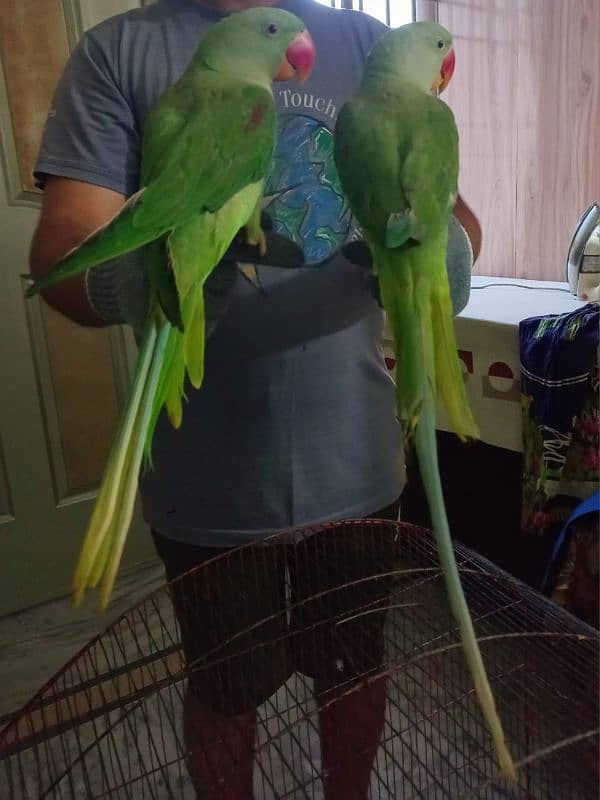 male female  raw parrots 3