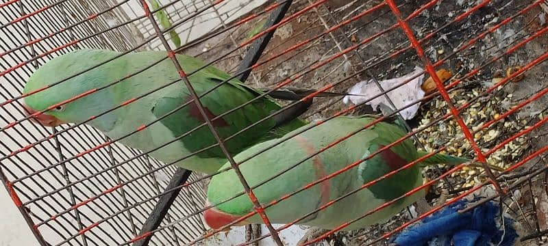 male female  raw parrots 4