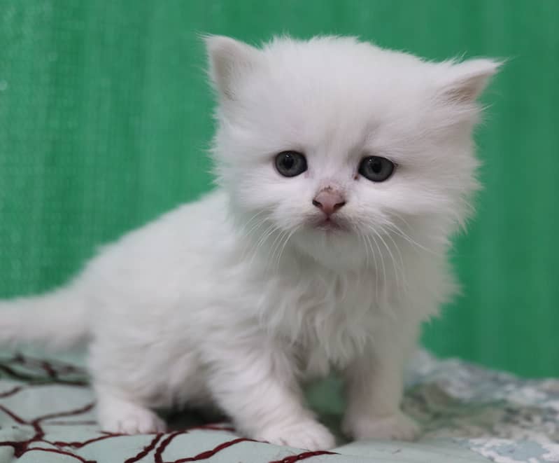 Persian Kittens/Long Coat/Pure White 0