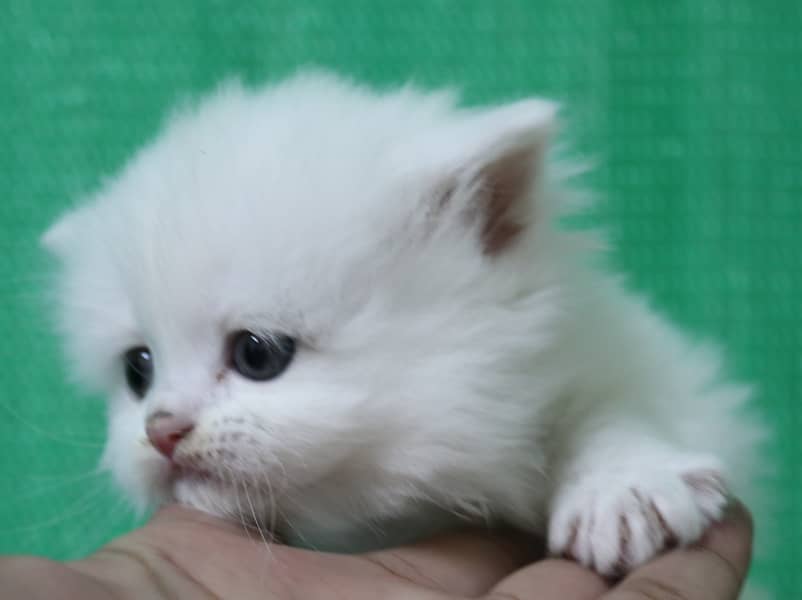 Persian Kittens/Long Coat/Pure White 1