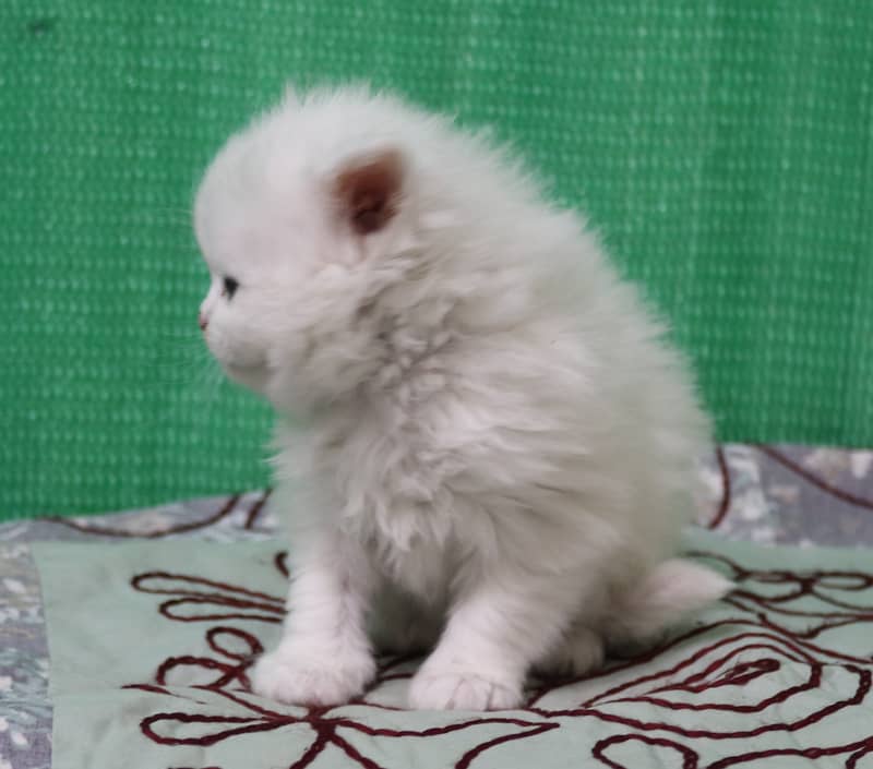 Persian Kittens/Long Coat/Pure White 2