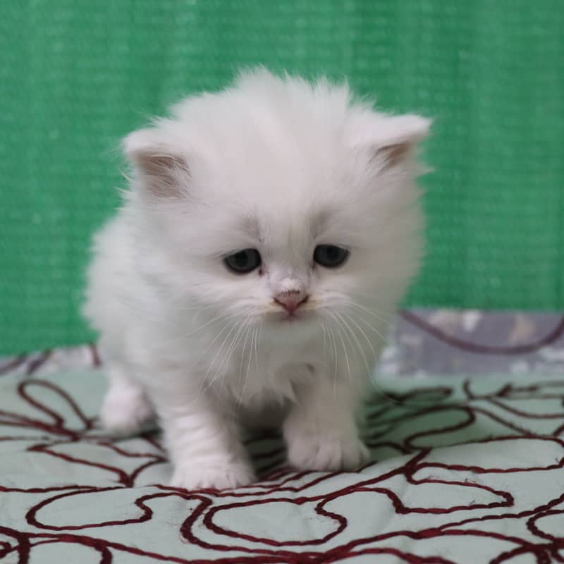 Persian Kittens/Long Coat/Pure White 3