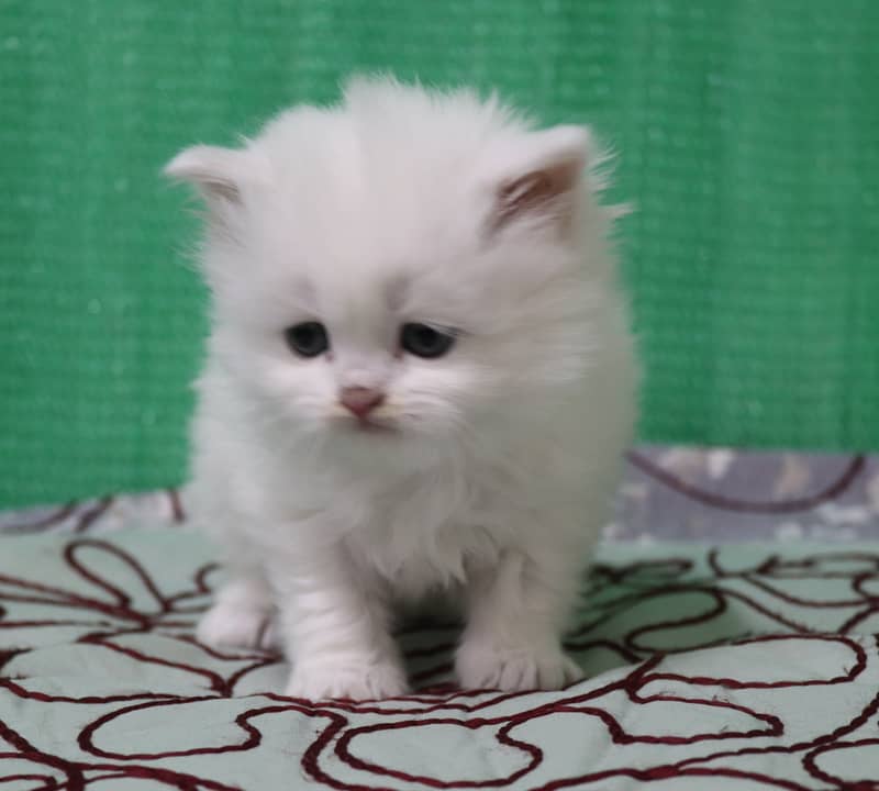 Persian Kittens/Long Coat/Pure White 4