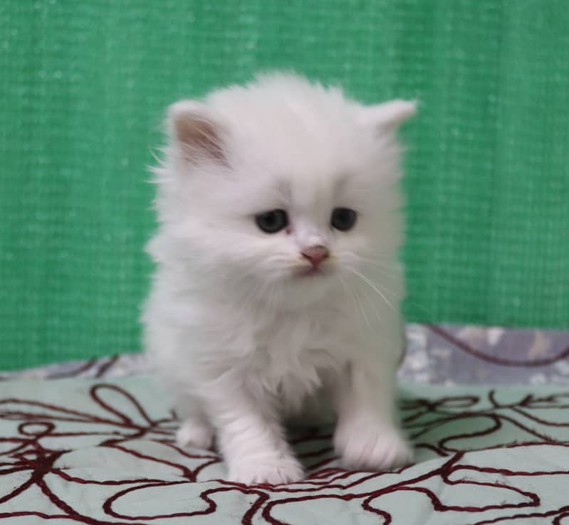 Persian Kittens/Long Coat/Pure White 5