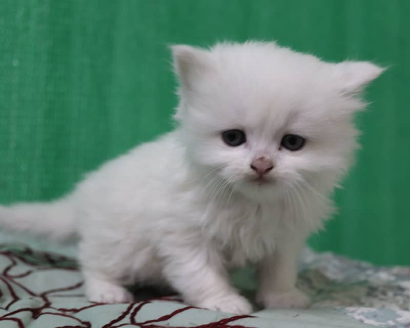 Persian Kittens/Long Coat/Pure White 6