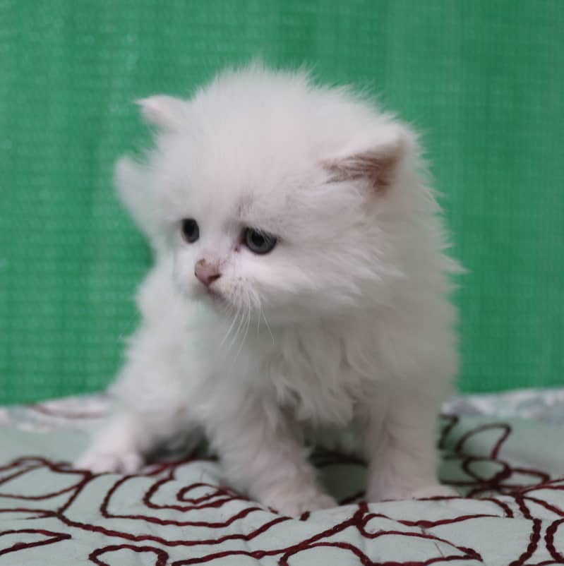 Persian Kittens/Long Coat/Pure White 7