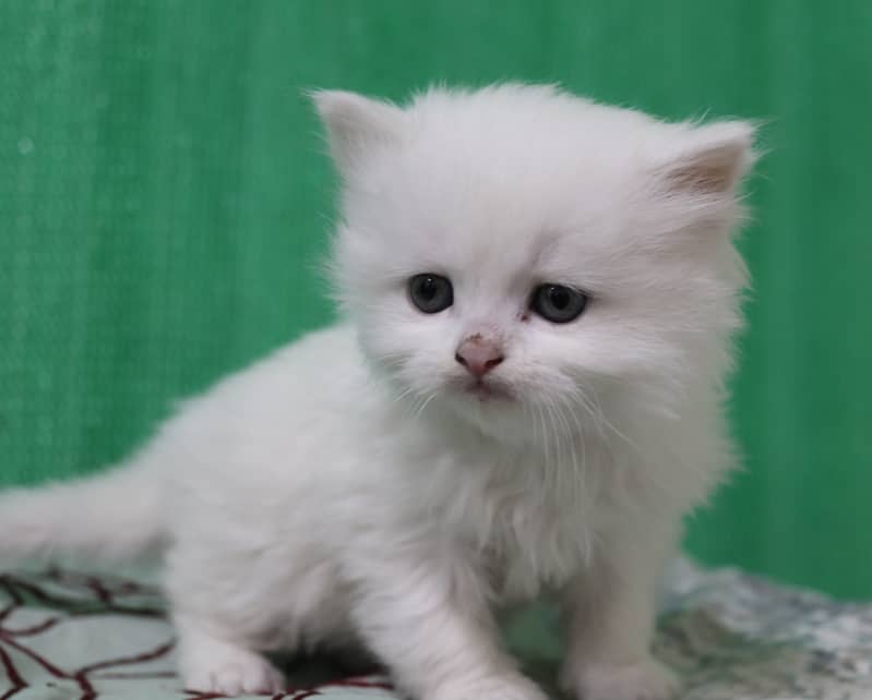 Persian Kittens/Long Coat/Pure White 8