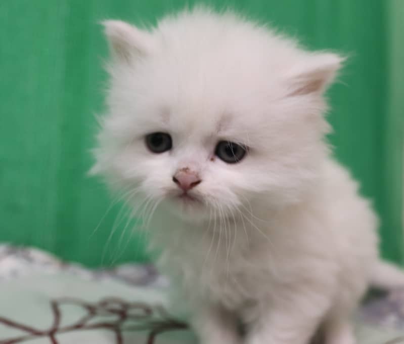 Persian Kittens/Long Coat/Pure White 9