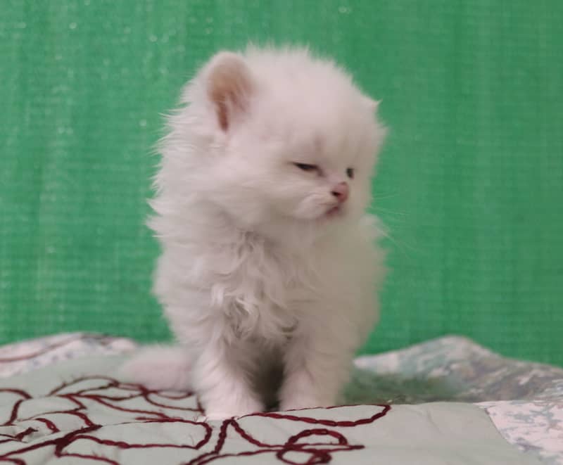 Persian Kittens/Long Coat/Pure White 10