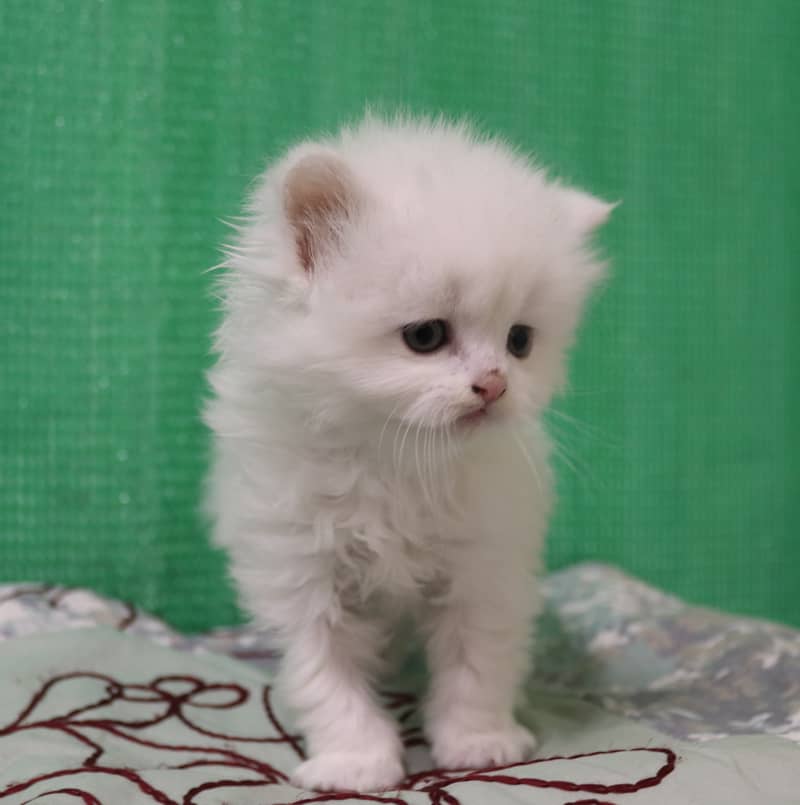 Persian Kittens/Long Coat/Pure White 11