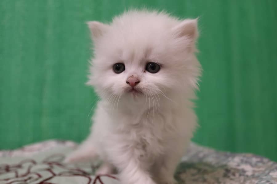 Persian Kittens/Long Coat/Pure White 12