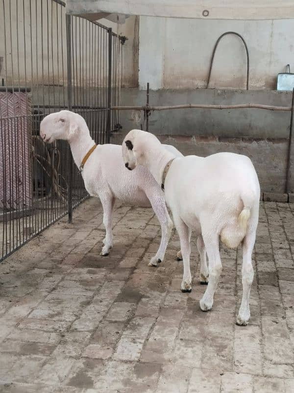 female and male sheep 0