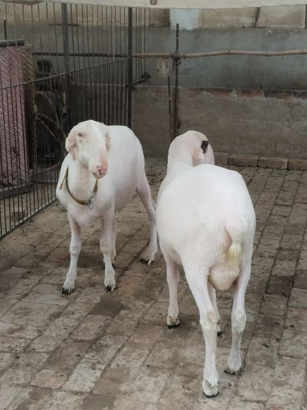 female and male sheep 2