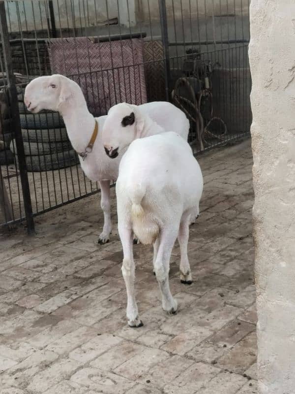 female and male sheep 3