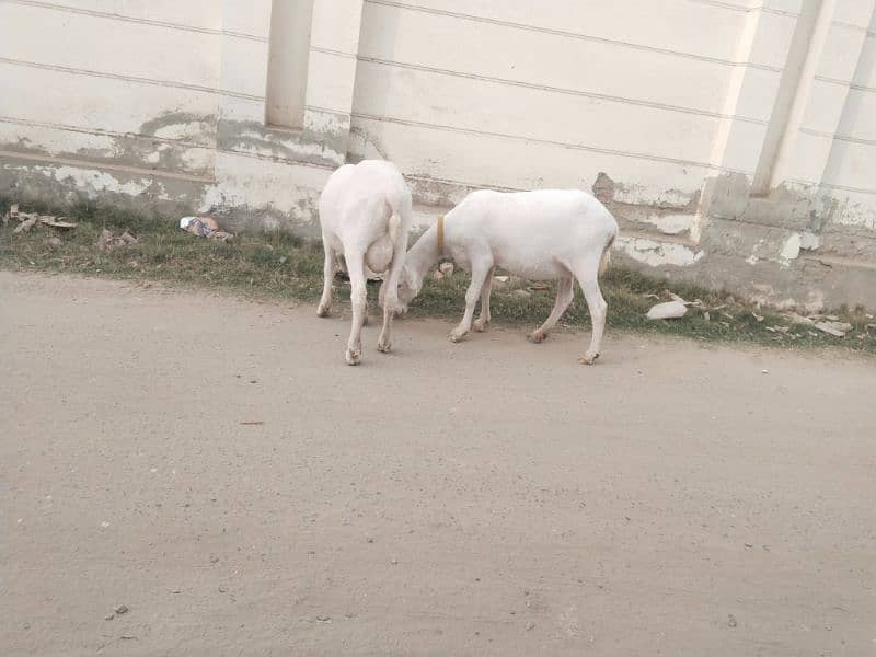 female and male sheep 6