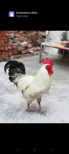 assle hen for sale whit dasi morga