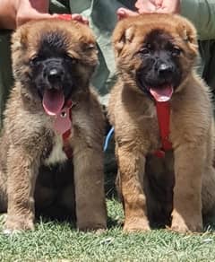 kurdish kangal pair security dogs 2 months heavy vorn for sale