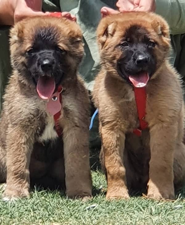 kurdish kangal pair security dogs 2 months heavy vorn for sale 0