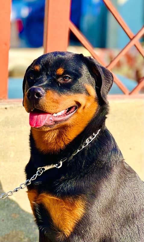 German male long coat king size and Rottweiler top notch quality pup 0