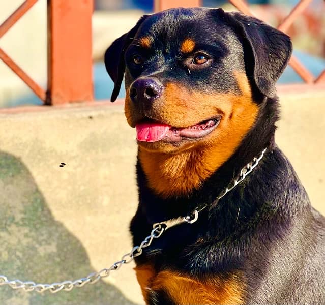 German male long coat king size and Rottweiler top notch quality pup 1