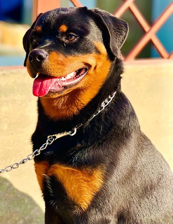 German male long coat king size and Rottweiler top notch quality pup 2