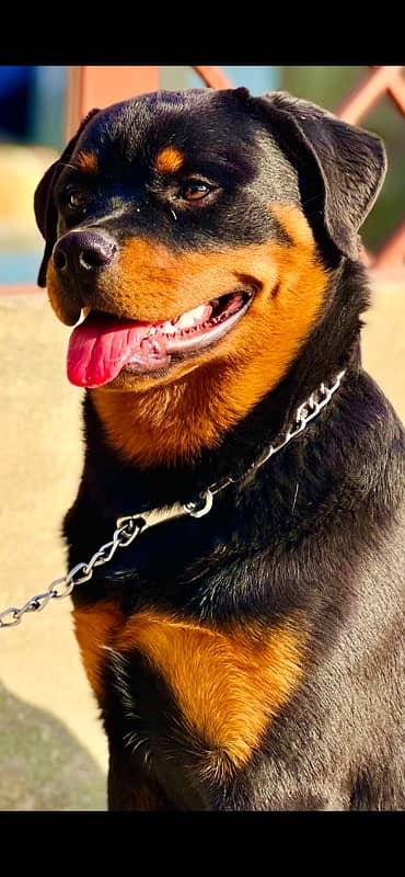 German male long coat king size and Rottweiler top notch quality pup 4