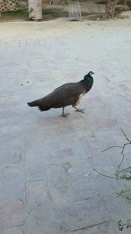 peacock female 1